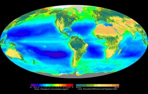 Global oceanic and terrestrial photoautotroph production