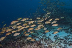 A school of snapper patrol the reef crest in the Phoenix Islands. (Photo Mark Priest)