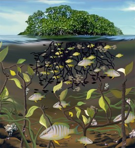 Mangroves act as valuable nurseries for many coral reef fishes.  Protected among the roots and surrounded by nutrient rich water, juvenile coral reef fishes can mature with ample food and protection until they migrate out to join the adult population on offshore reefs. (Illustration E. Paul OBerlander WHOI)