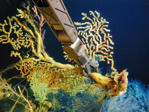 Hawai'ian gold coral colony sampled iat 450m depth near Makapuu, Hawai'i. Photo credit: NOAA Hawaiian Undersea Research Laboratory, DSRV Pisces Pilots & Engineers, 2004.